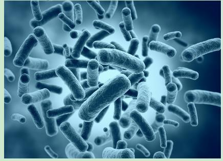 總大腸菌群及大腸埃希氏菌酶底物法